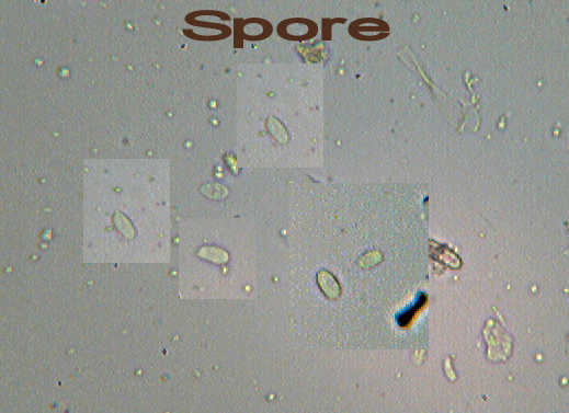 Escursione in cipresseta - 2